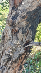 Eucalyptus camfieldii