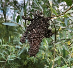 Idiocerus stigmaticalis