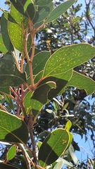 Eucalyptus camfieldii