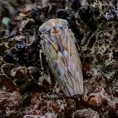 Idiocerus stigmaticalis