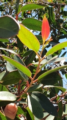 Eucalyptus camfieldii