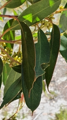Eucalyptus camfieldii