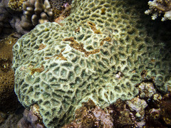 Acanthastrea