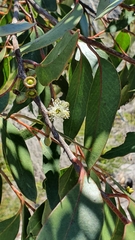 Eucalyptus camfieldii