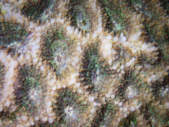 Acanthastrea