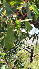 Eucalyptus camfieldii