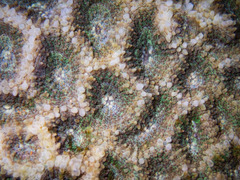 Acanthastrea