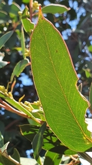 Eucalyptus camfieldii