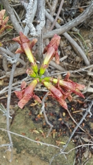 Perichlaena richardii