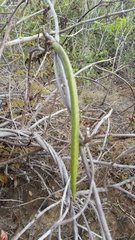 Perichlaena richardii