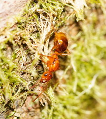 Notoncus spinisquamis