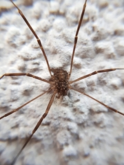 Opilio parietinus