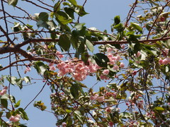 Prunus serrulata