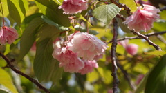 Prunus serrulata