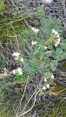 Galium paniculatum