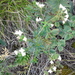 Galium paniculatum - Photo (c) svetlanaagafonova, algunos derechos reservados (CC BY-NC), subido por svetlanaagafonova