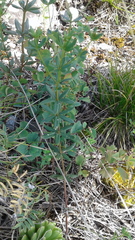 Galium paniculatum