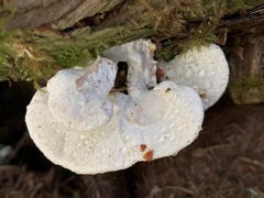 Calcipostia guttulata