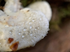 Calcipostia guttulata
