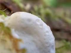 Calcipostia guttulata