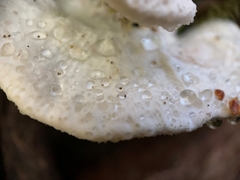 Calcipostia guttulata