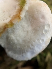 Calcipostia guttulata