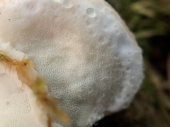 Calcipostia guttulata
