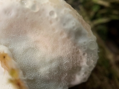 Calcipostia guttulata