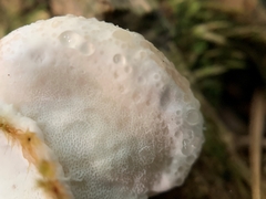 Calcipostia guttulata