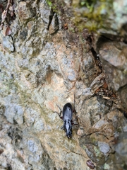 Plocamostethus planiusculus