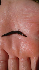 Stenopsyche marmorata