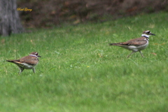 Charadrius vociferus