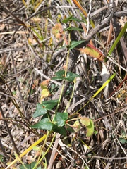 Platylobium triangulare