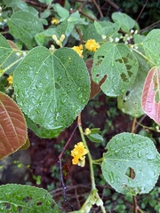 Grewia tiliifolia