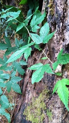Rubus trianthus