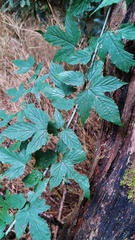 Rubus trianthus