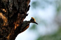 Chrysocolaptes festivus