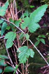 Rubus trianthus