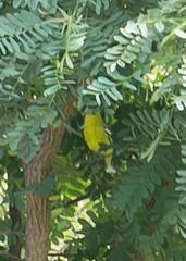 Aegithina nigrolutea