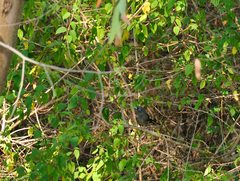 Phaenicophaeus viridirostris