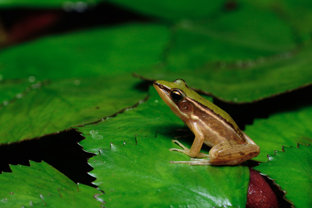 Taipeh Frog