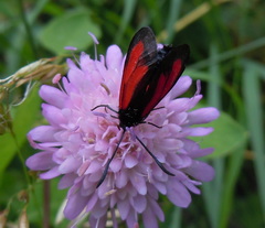 Zygaena brizae