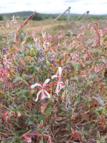 Pelargonium acetosum, photograph 2