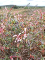 Pelargonium acetosum