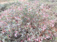 Pelargonium acetosum