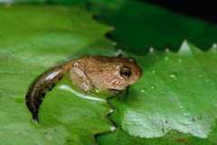 Hoplobatrachus chinensis
