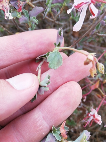 Pelargonium acetosum, photograph 4