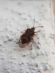 Kleidocerys resedae