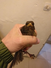 Turdus pelios