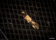 Macrobathra hamaxitodes